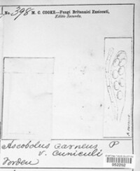 Iodophanus carneus image